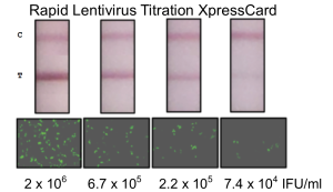 Lentivirus 1