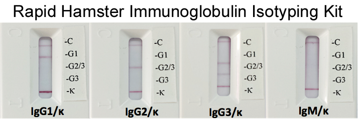 2 strips/test/pouch Cat #ISO-R8 Rapid Rat Monoclonal Antibody Isotyping Kit 
