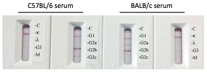Тест 20 урал. Mouse Laboratory c57bl. Morphine Mouse monoclonal antibody [Clone ID: bdi263], 1 MG; ORIGENE am00981pu-n. Anti-estrogen receptor α, Clone f3-a (Mouse monoclonal).